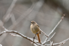あなたがセンターです