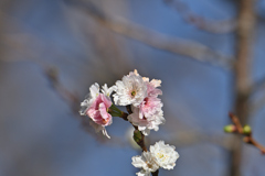 子福桜