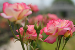 春薔薇