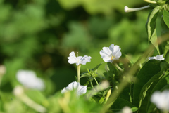 野草でもね ⑮ 白粉花_白