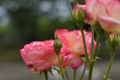 薔薇