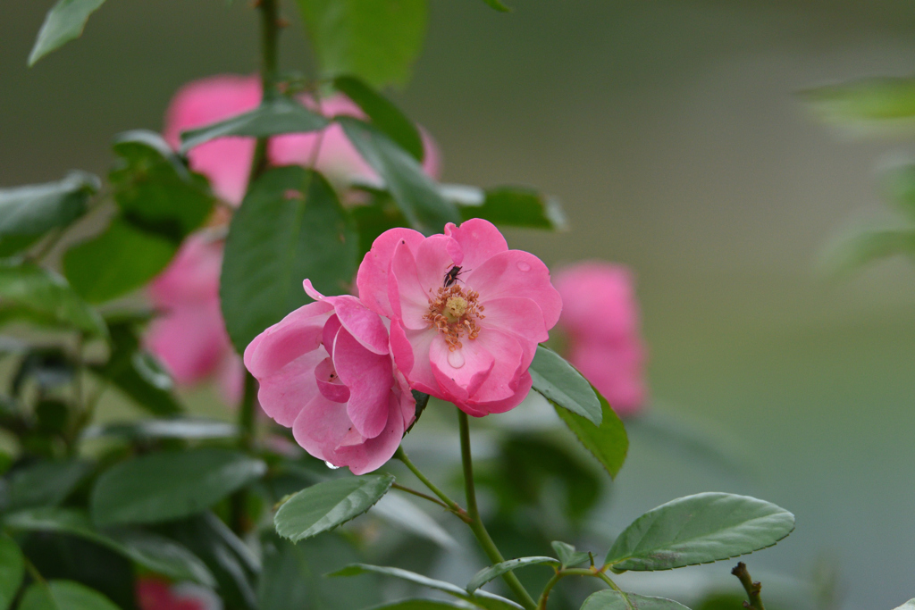 雨に泣く花