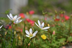 雨上がりの花