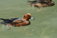 冬鳥の季節
