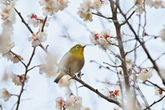 白梅に止まる