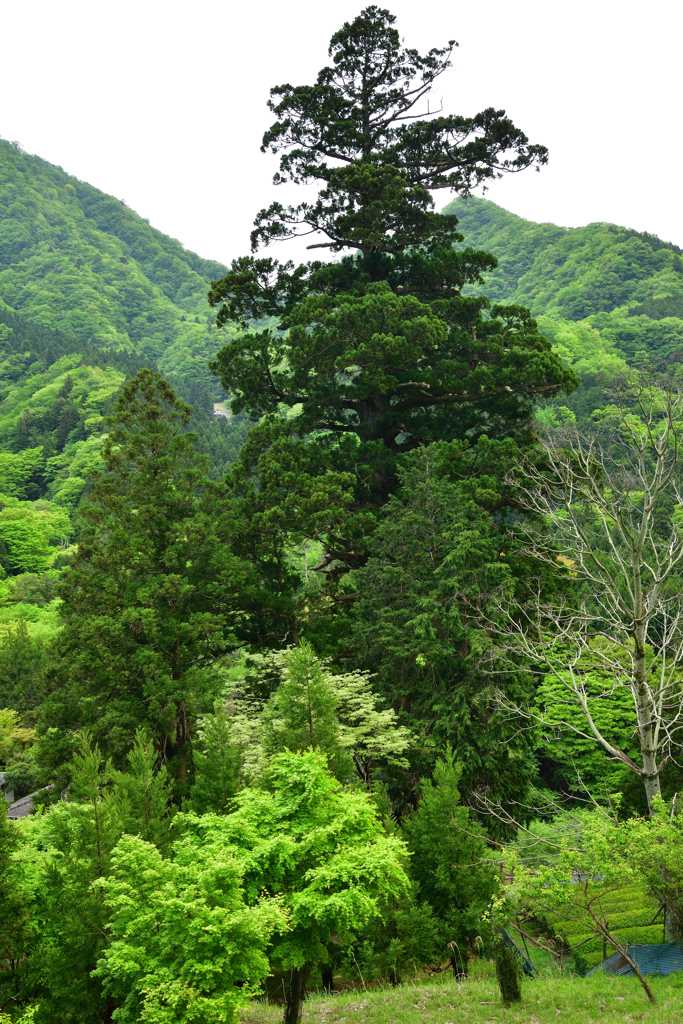箒杉