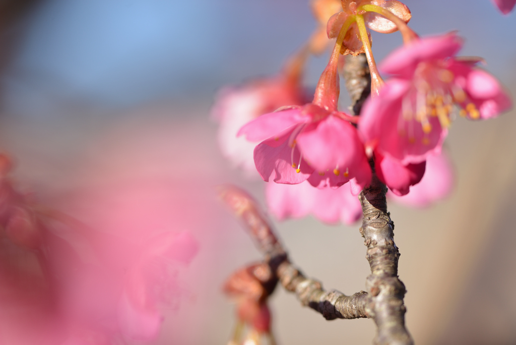 河津桜