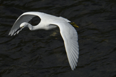 至近を通過 至近を通過