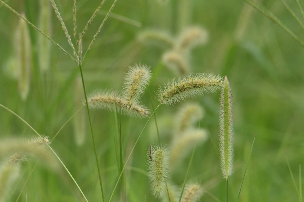 野草