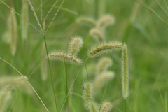 野草