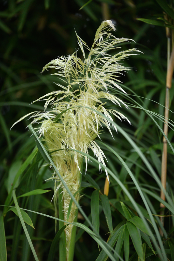 花火のように