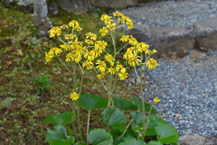 まだ残る