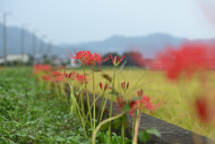 花が続く道