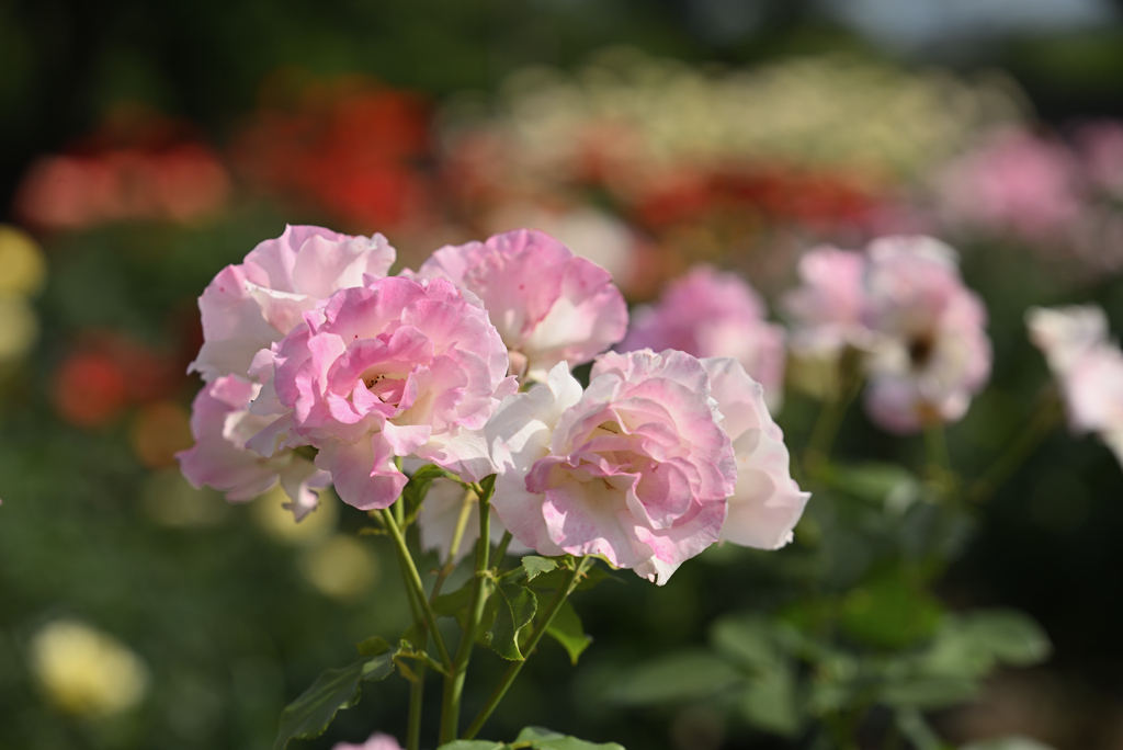薔薇