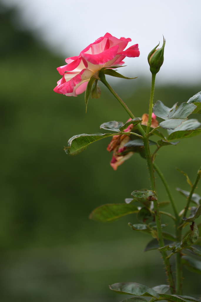 夏でも薔薇を ⑤