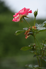 夏でも薔薇を ⑤