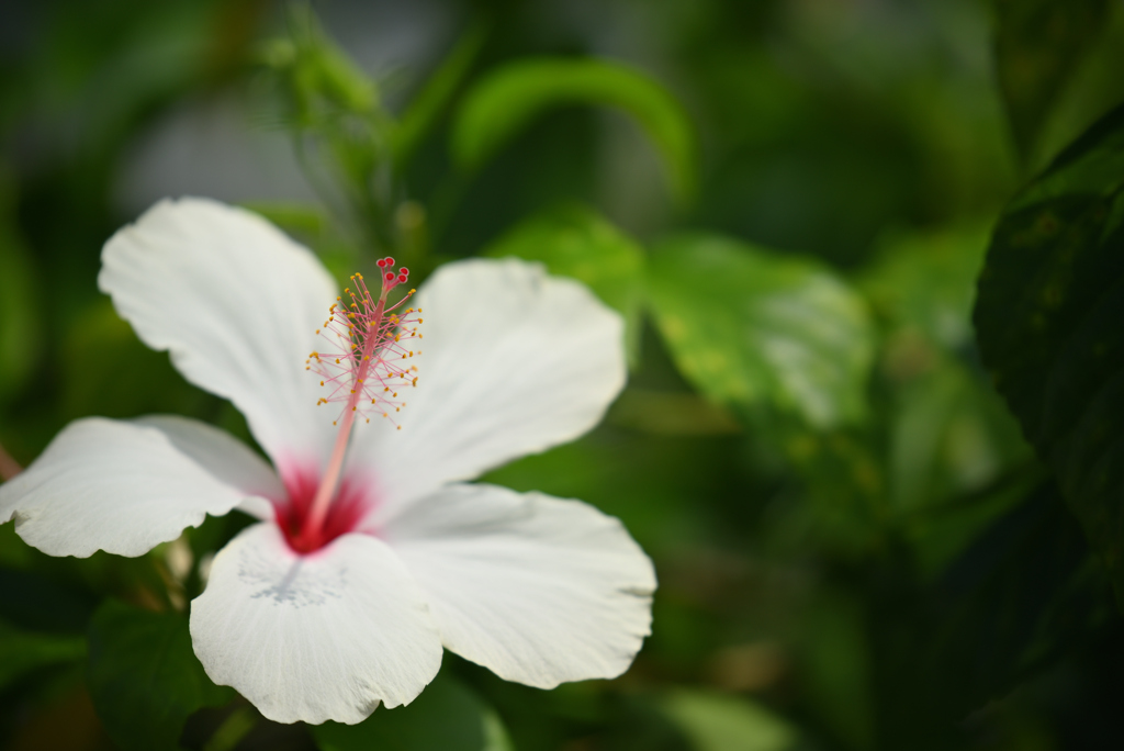 夏の白花