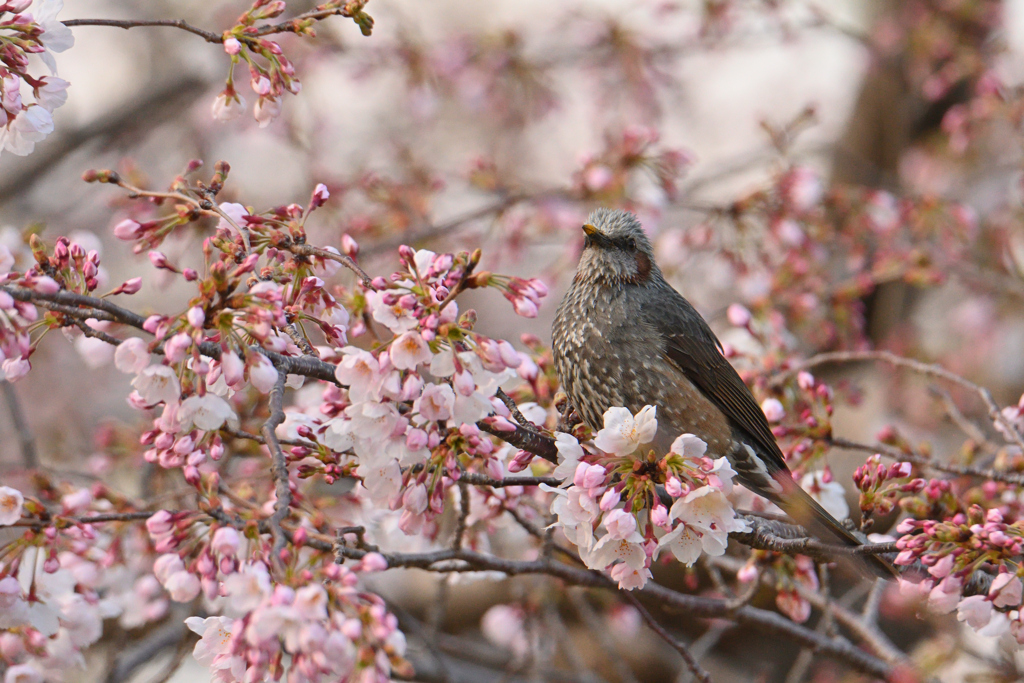桜ヒヨ