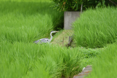 嵐が来るぞ