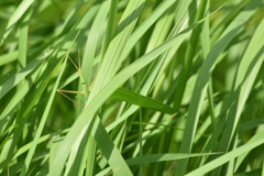 擬態・保護色_2