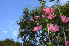 空は高く-2