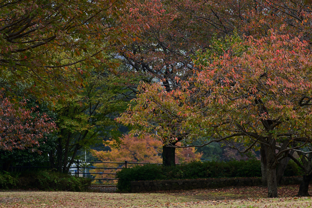 公園の秋