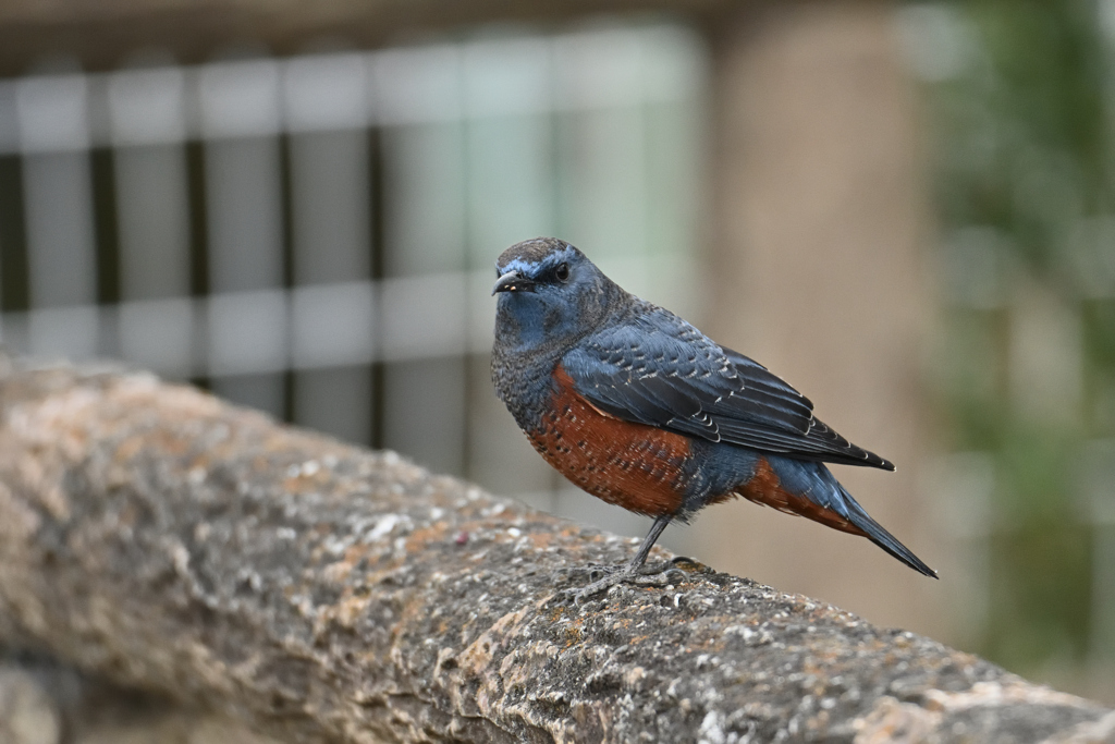 公園でポトレ