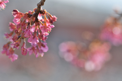 河津桜