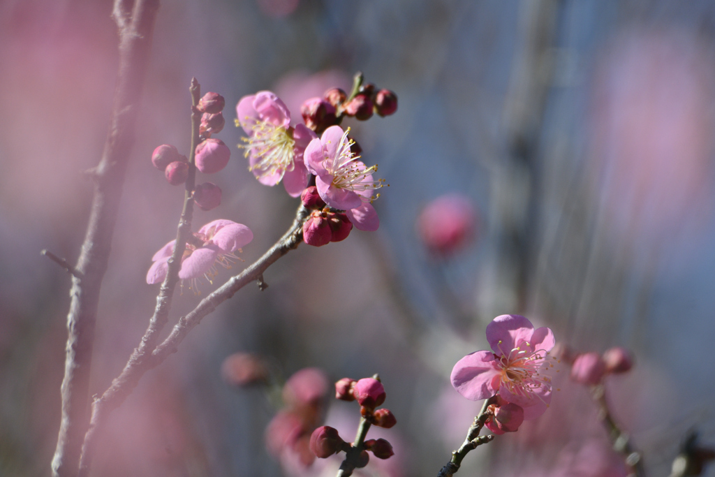 花霞み