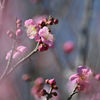 花霞み