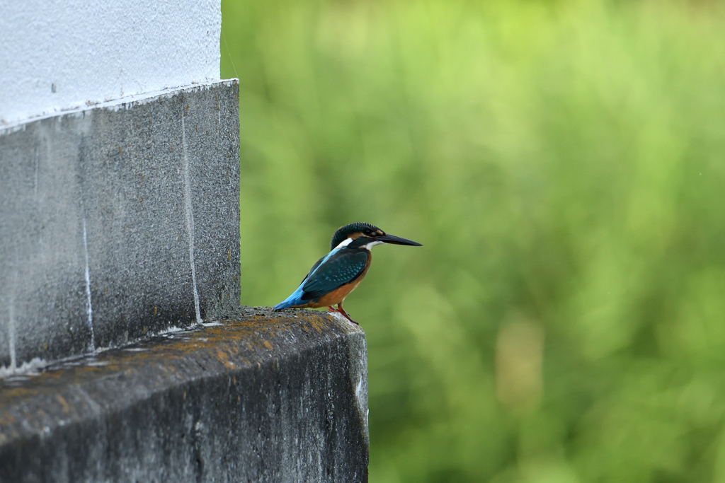 昨日の翡翠君-1