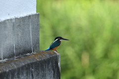 昨日の翡翠君-1