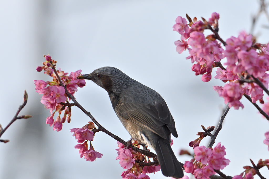 桜ヒヨ-1