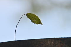 Poem