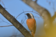 好い目をしてる