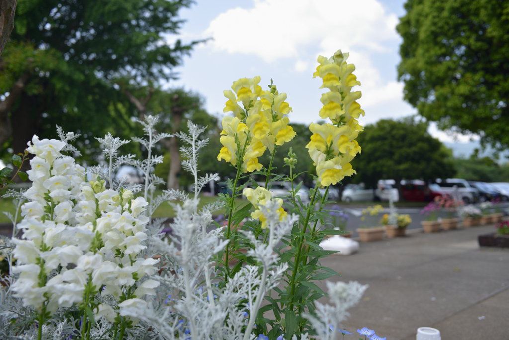 金魚草がいらっしゃい