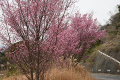 寒緋桜と枯芒