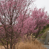 寒緋桜と枯芒