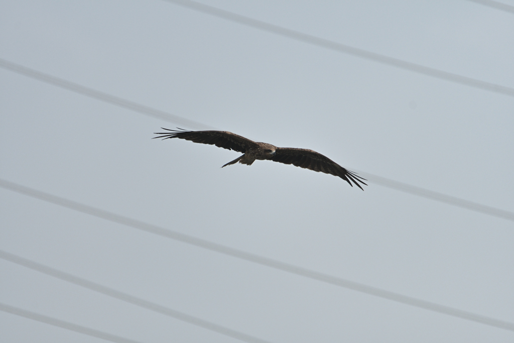鳶