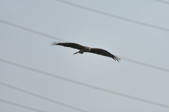 鳶