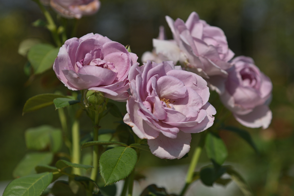 紫の薔薇