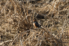 枯れ色の百舌鳥