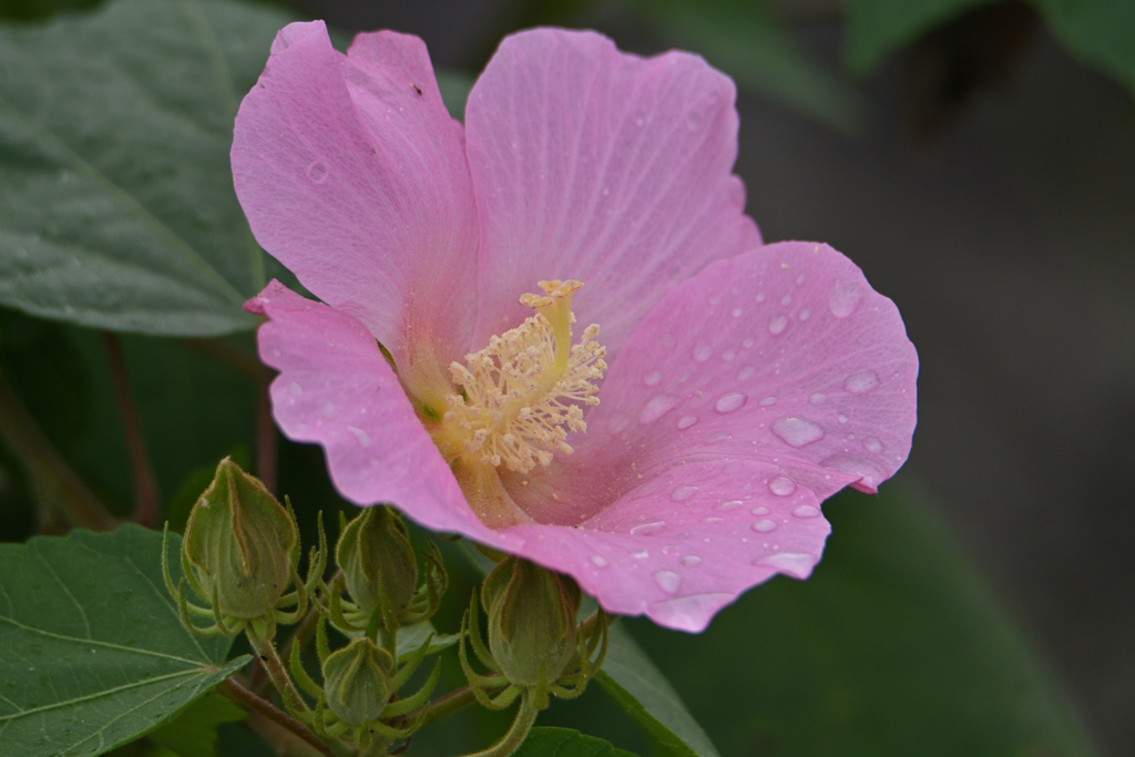 濡れる芙蓉