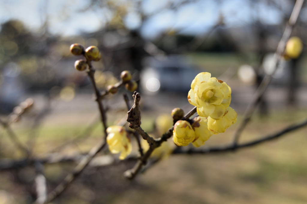 春は梅から②