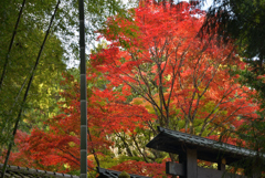 山寺へ行け