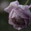 薔薇