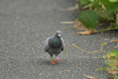 鳩は平和か