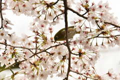 メジロも居ました