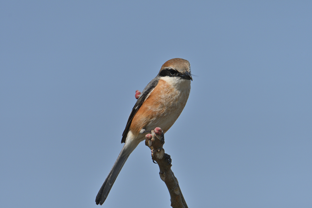 百舌鳥は男前