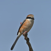 百舌鳥は男前